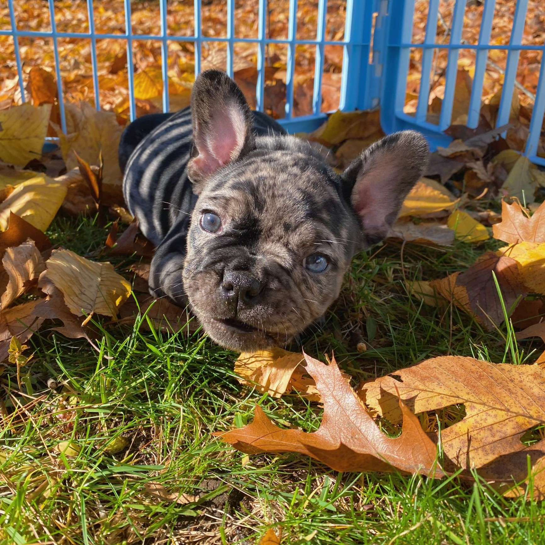 Kallis Family Frenchies
