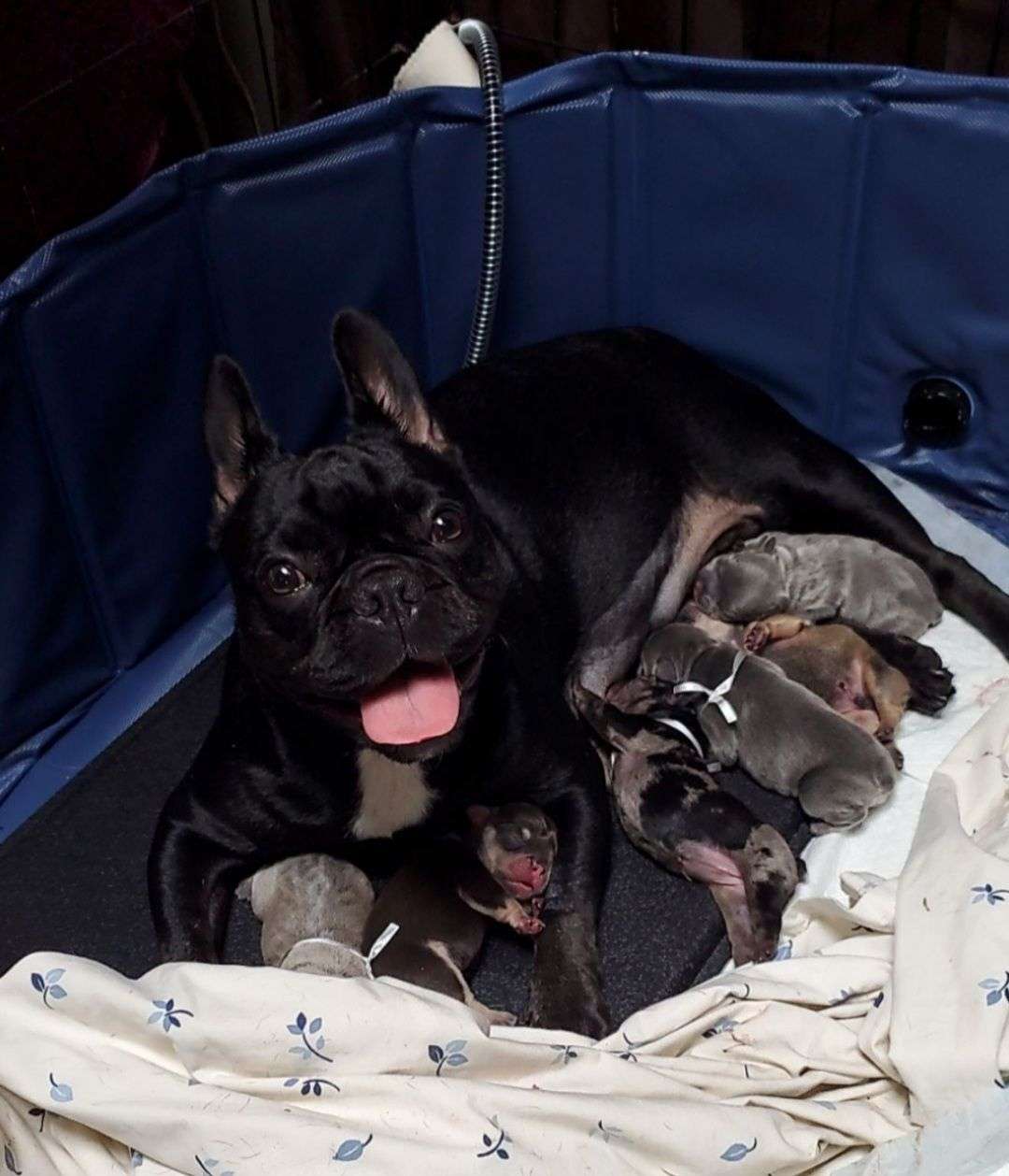 Our Frenchies