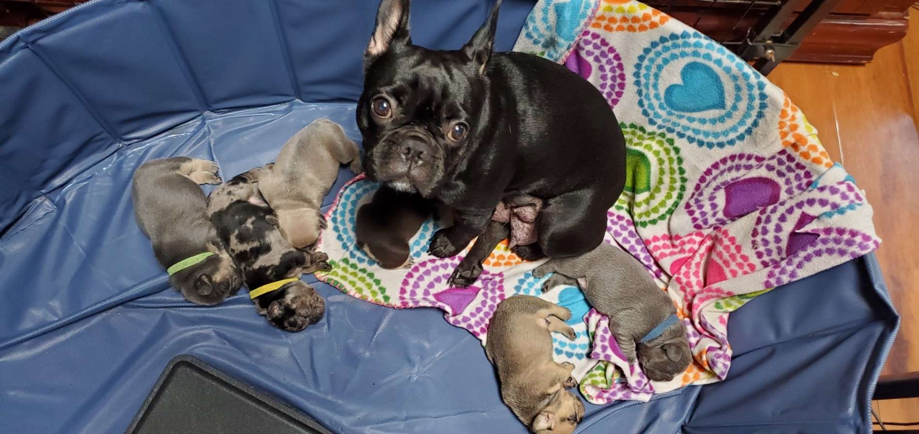 Mila's Litter