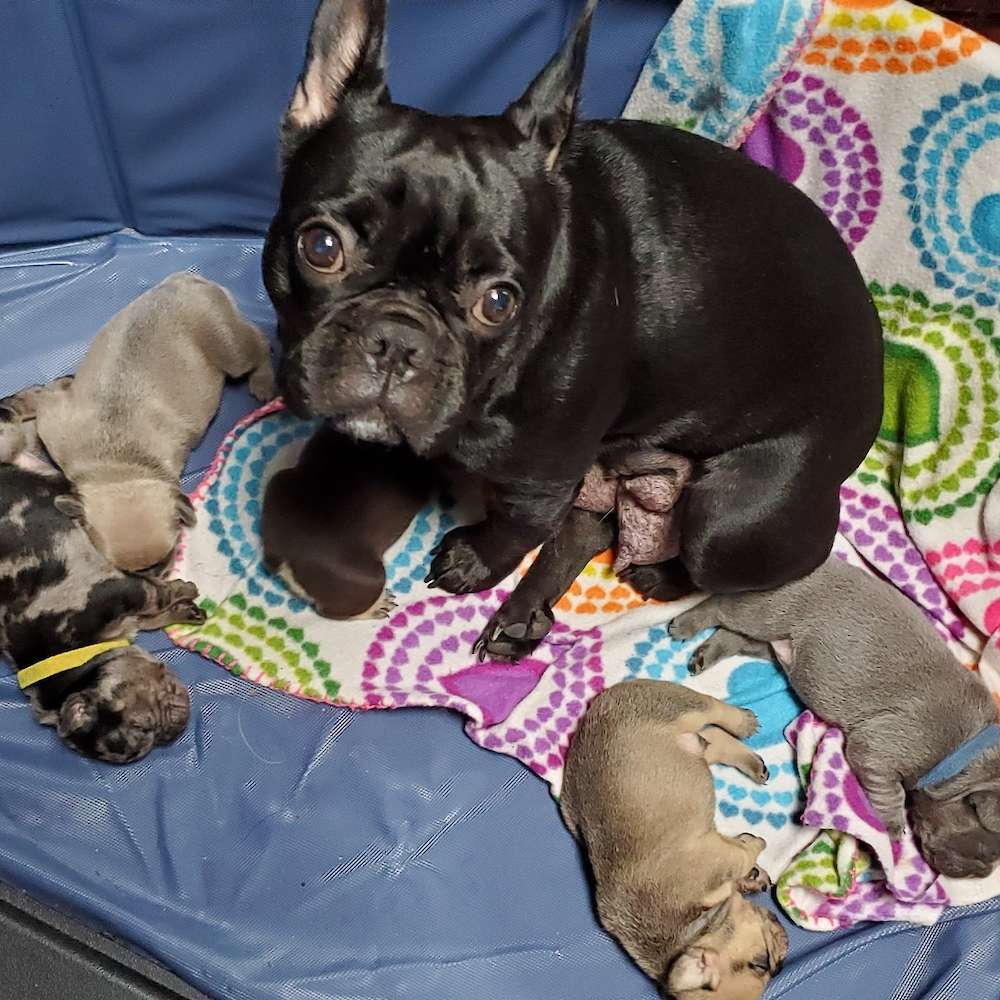 Mila's Litter