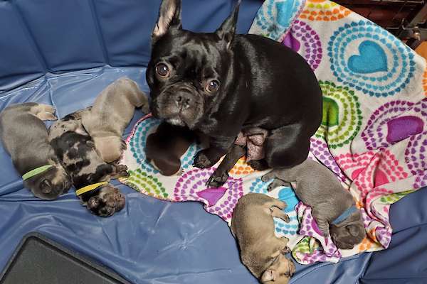 Mila's Litter