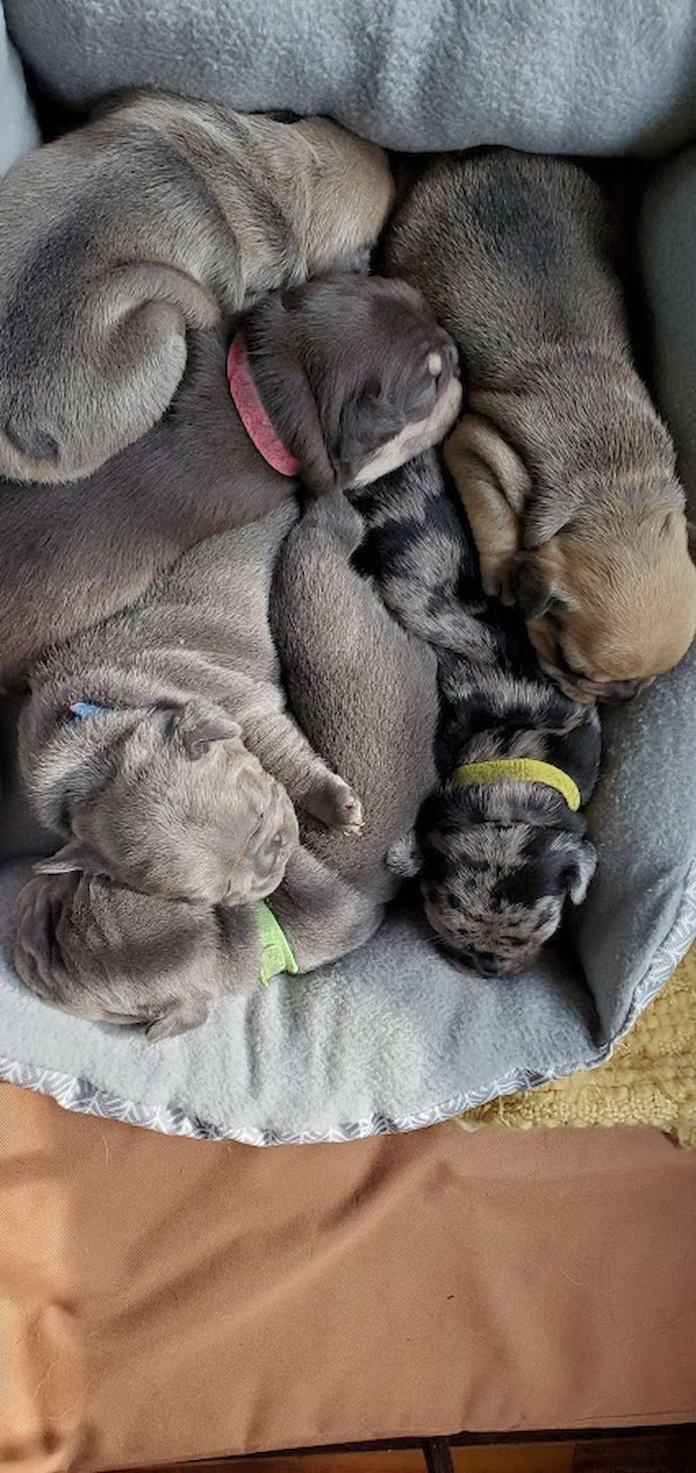 What my first litter experience was like.