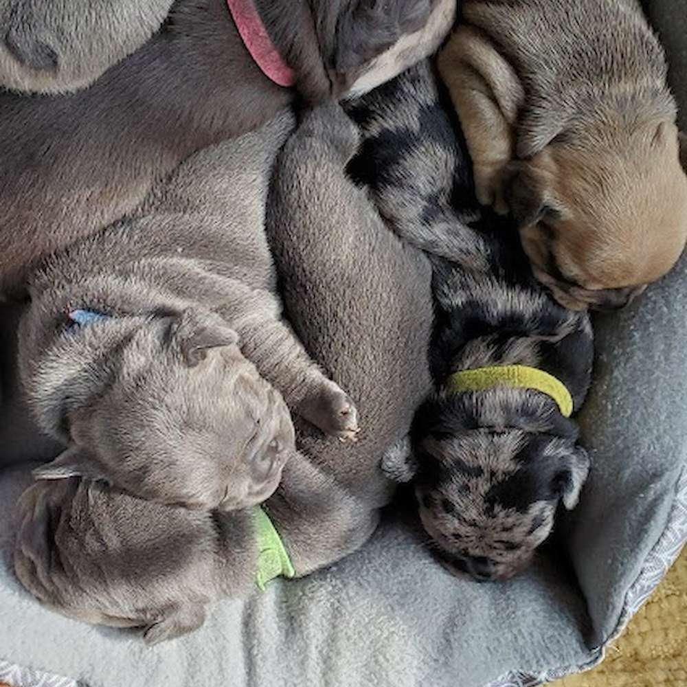 What my first litter experience was like.