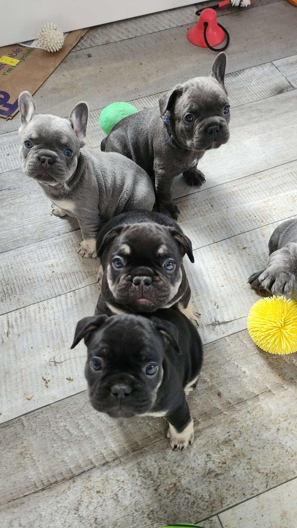 Getting Ready for New Babies, the cost of breeding Frenchies