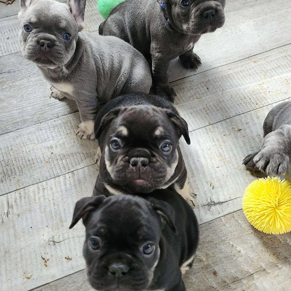 Getting Ready for New Babies, the cost of breeding Frenchies