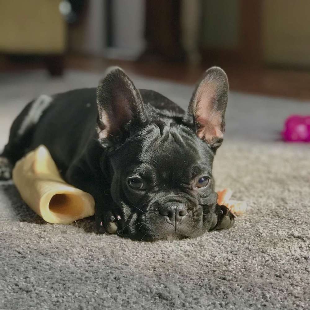 No Puppies This Spring