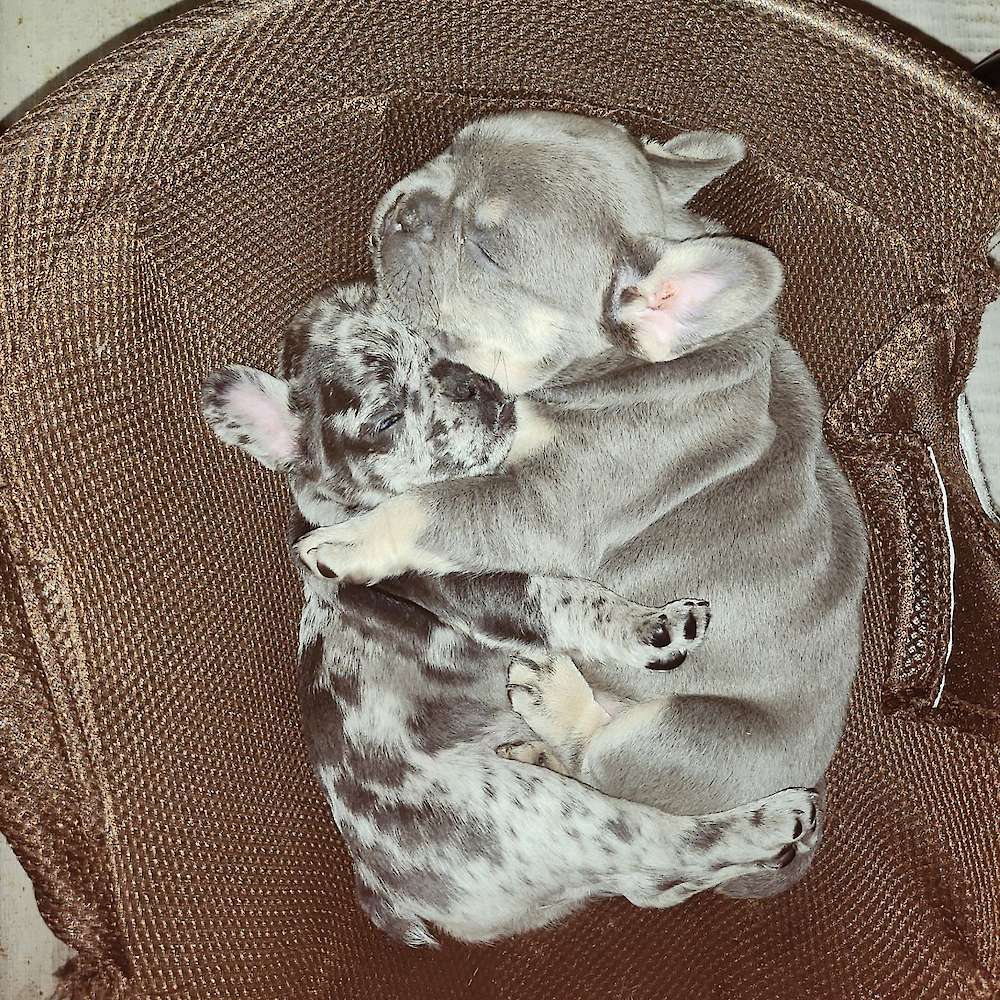 Milas 2nd litter with Squirt