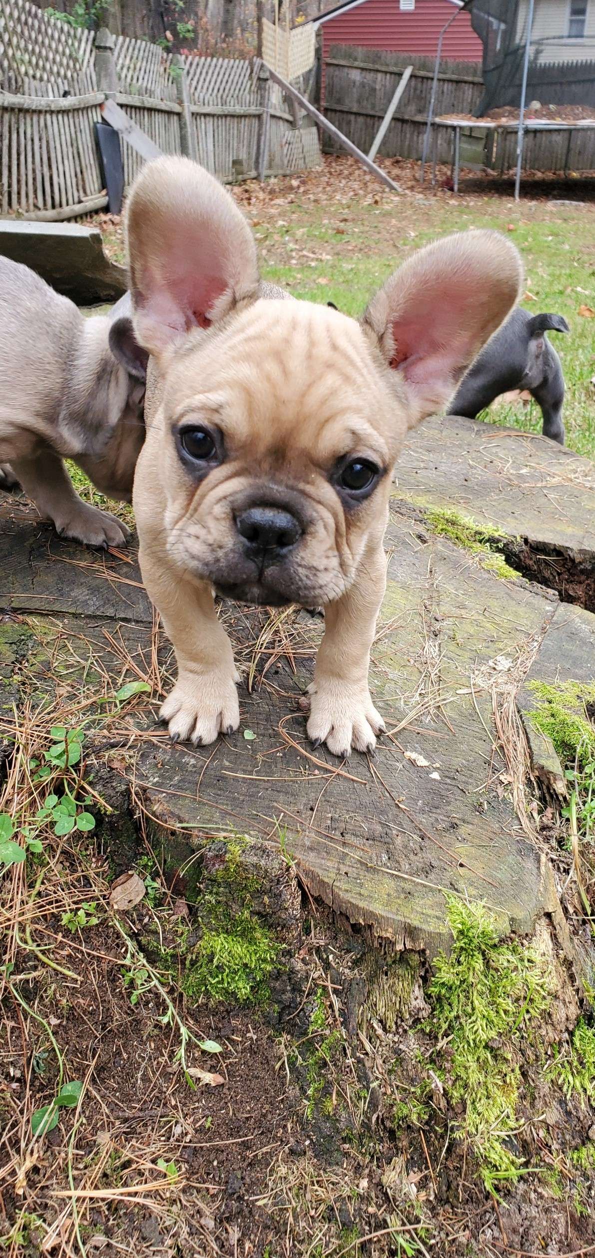 Kallis Family Frenchies