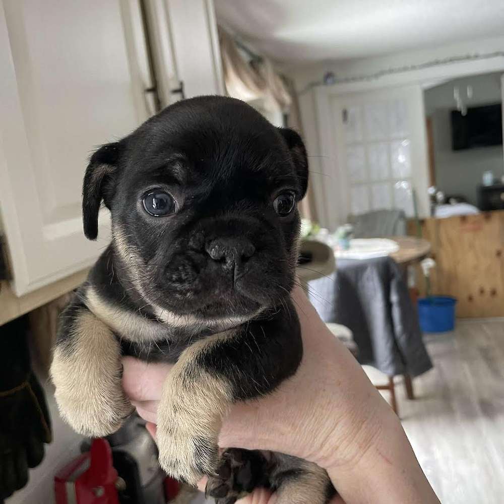 Coal, is a sweet little girl.  Very dark,  almost black, with tan points, very light eyebrows,  they are getting darker.  She is a little love.  Enjoys playing with her siblings and people.  Inquisitive and gentle.