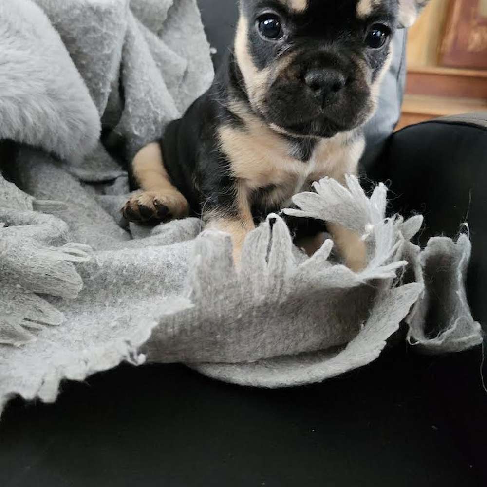 Figgy is a sweet little girl,  chocolate and tan points.  She is playful,  inquisitive, and can't get enough love.