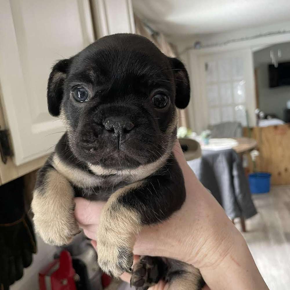 Coal, is a sweet little girl.  Very dark,  almost black, with tan points, very light eyebrows,  they are getting darker.  She is a little love.  Enjoys playing with her siblings and people.  Inquisitive and gentle.