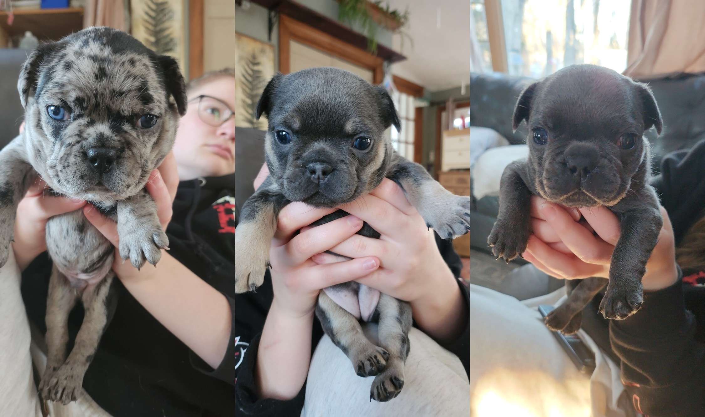 Kallis Family Frenchies